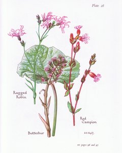 Pestwurz, Kuckuckslichtnelke, Rote Lichtnelke von Bessie D. Inglis