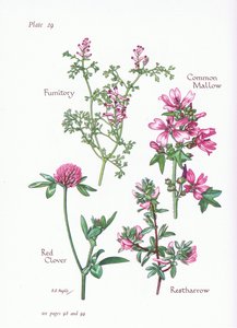 Malve, Hauhechel, Erdrauch, Rotklee
