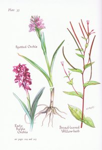 Frühe Purpur-Knabenkraut, Geflecktes Knabenkraut, Breitblättriges Weidenröschen von Bessie D. Inglis
