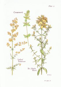 Echtes Labkraut, Kreuzkraut, Johanniskraut, 1951