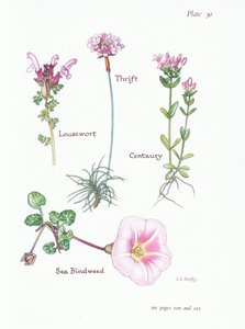 Läusekraut, Grasnelke, Tausendgüldenkraut, Strandwinde