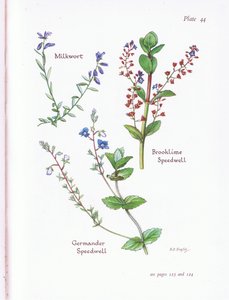 Milzkraut, Bachbunge, Ehrenpreis, Gamander-Ehrenpreis