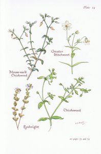 Mausohr-Hornkraut, Großes Sternmiere, Vogelmiere, Augentrost