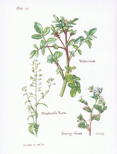 Brunnenkresse, Hirtentäschel, Löffelkraut