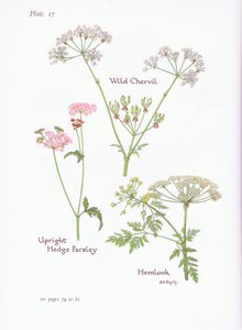 Wilde Möhre, Schierling, Aufrechte Hecken-Kälberkropf