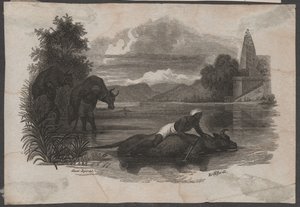 Bauern tragen tote Rinder, ca. 1850 (Gravur)