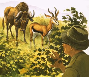 Mann späht durch Büsche auf ein Gnu und eine Antilope