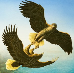 Seeadler