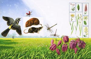 Die blühenden Felder, einschließlich Grauwürger, roter Kardinalkäfer, Feldmaus und verschiedene Gras- und Pflanzenarten
