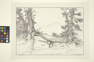 Sierra-Kiefern von Bolton Coit Brown