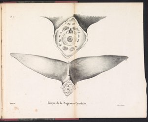 Querschnitt der Schwanzflosse des Wals, 1827