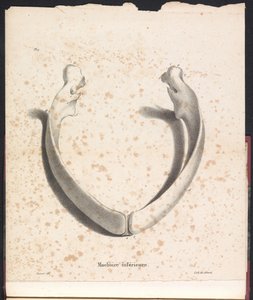 Unterkiefer des Wals, 1827