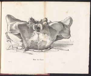 Schädel des Wals, 1827