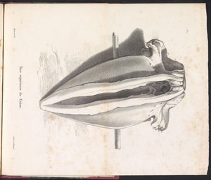 Schädel des Wals, 1827