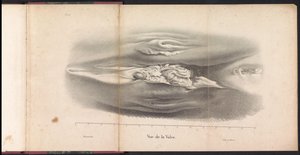Weibliche Geschlechtsorgane des Wals, 1827