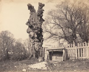 Alter Baum in der Nähe von Chatham von British 19th Century