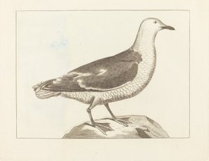 Wasservögel