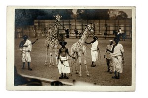 Giraffen und ihre somalischen Betreuer, ca. 1905 (Gelatinesilberdruck) von British Photographer