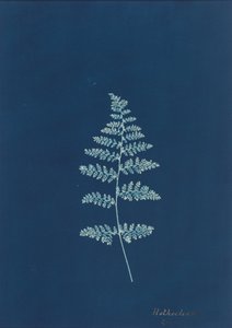 Hothocleana, ca. 1850er Jahre (Foto) von British Photographer
