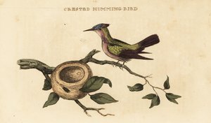Antillen-Kammkolibri, Orthorhyncus cristatus von British School