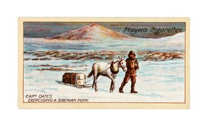 Kapitän L.E.G. Oates trainiert ein sibirisches Pony auf dem Meereis vor Cape Evans