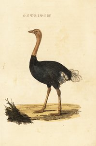 Strauß, Struthio camelus