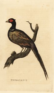 Fasan, Phasianus colchicus