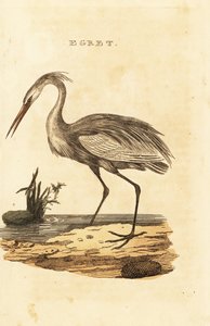 Silberreiher, Ardea alba