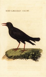 Alpendohle, Pyrrhocorax pyrrhocorax