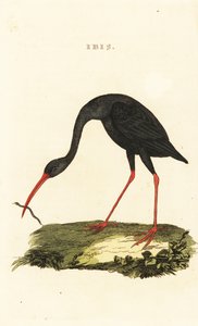 Scharfschwanzibis, Cercibis oxycerca