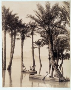 Ein Palmenhain am Fuße der Pyramiden von Ägypten - Fotografie der Gebrüder Zangali, Ende 19. Jahrhundert von Brothers Zangaki