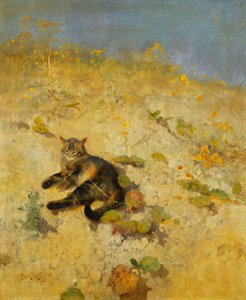 Eine Katze sonnt sich