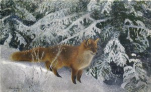 Fuchs im Winter