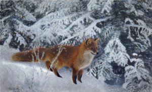 Winterfuchs
