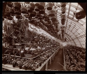 Orchideen in einem Gewächshaus auf dem Helen Gould Anwesen (ehemalige Jay Gould Residenz) in Tarrytown, New York, 1894 von Byron Company
