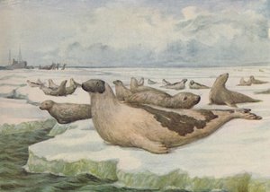 Robbenjagd, Neufundland von C.G Lowther