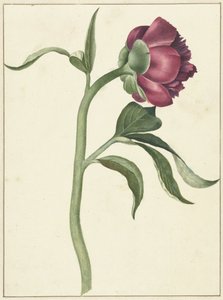 Pfingstrosenblüte