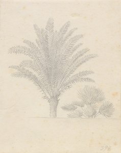 Palmenbaum und Blattgruppe
