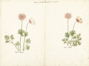 Zwei Studien von Anemonen von C. Baak