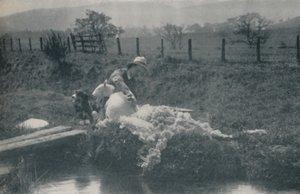 Schafschur, 1910 von C. Reid