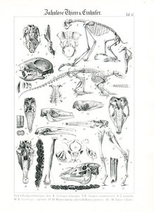 Anatomische Illustration von Zahnarmen und Pferden
