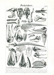 Anatomische Illustration von Meeressäugern von C. Roth