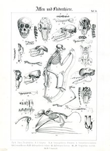 Vergleichende Anatomie von Primaten und Fledermäusen