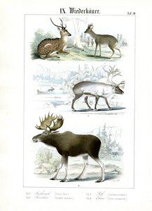 Hirscharten aus verschiedenen Lebensräumen von C. Roth