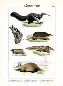 Zahnarme Tiere: Ameisenbär, Faultier und Gürteltiere von C. Roth