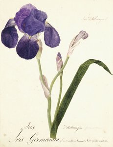 Deutsche Schwertlilie; Iris Germanica