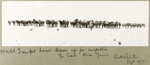 N.Z.M.F.A. Transportpferde zur Inspektion am Strand aufgestellt, Khan Yunis, September 1917 von Capt. Arthur Rhodes