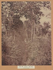 Nr. 120. Rangoon. Tiger Alley von Capt. Linnaeus Tripe