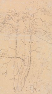 Skizze von Bäumen, Shorwell, Isle of Wight von Capt. Thomas Hastings