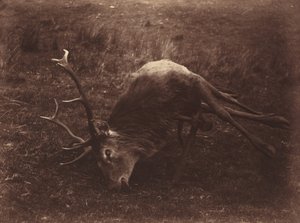 Toter Hirsch von Captain Horatio Ross